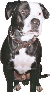 Mein Pitty – Ein ganz Lieber!