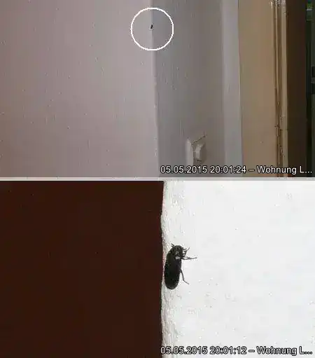 Speckkäfer in Nachbarwohnung