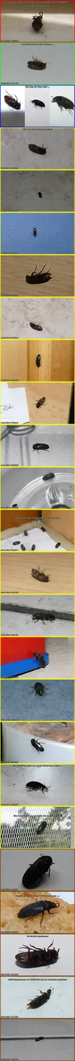 Speckkäfer in meiner Wohnung