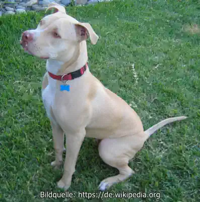 Pit-Bull