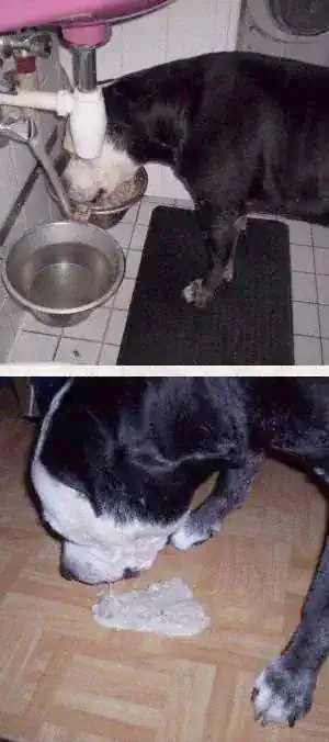 schnauzevoll_01.webp