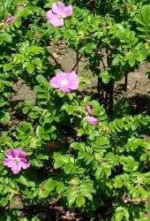 Apfel-Rose