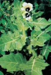 Schwarzes Bilsenkraut