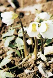 Christrose (Schneerose, Weihnachtsrose)