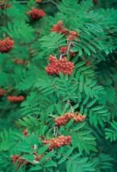 Eberesche (Vogelbeerbaum)