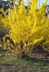 Forsythie