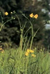 Scharfer Hahnenfuß (Butterblume)