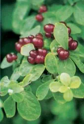 Rote und Schwarze Heckenkirsche