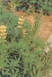 Gelbe und Blaue Lupine