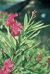 Oleander