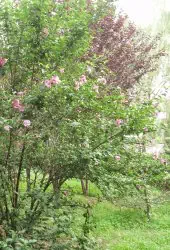 Rosen-Eibisch