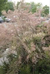 Tamariske