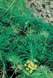 Zypressen- und Garten-Wolfsmilch
