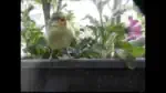 Video-Vorschaubild